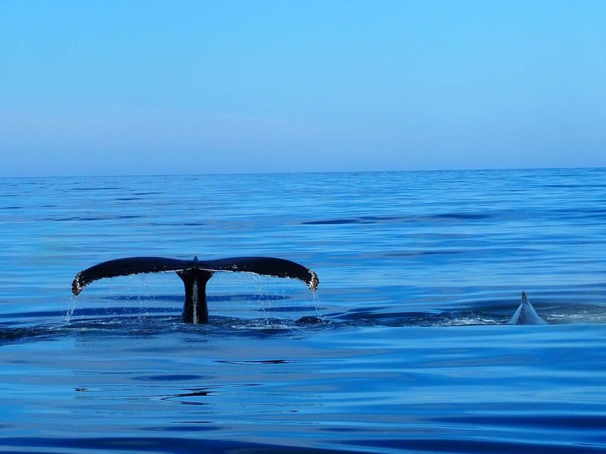 Húsavík: Big Whales and Puffin Island Speedboat Tour - Why Húsavík is the place for big whales and quick chases