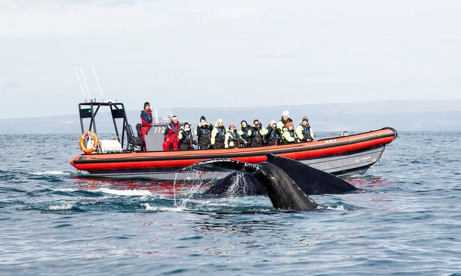 Húsavík: Big Whales and Puffin Island Speedboat Tour - Gear that keeps the adventure fun, not miserable