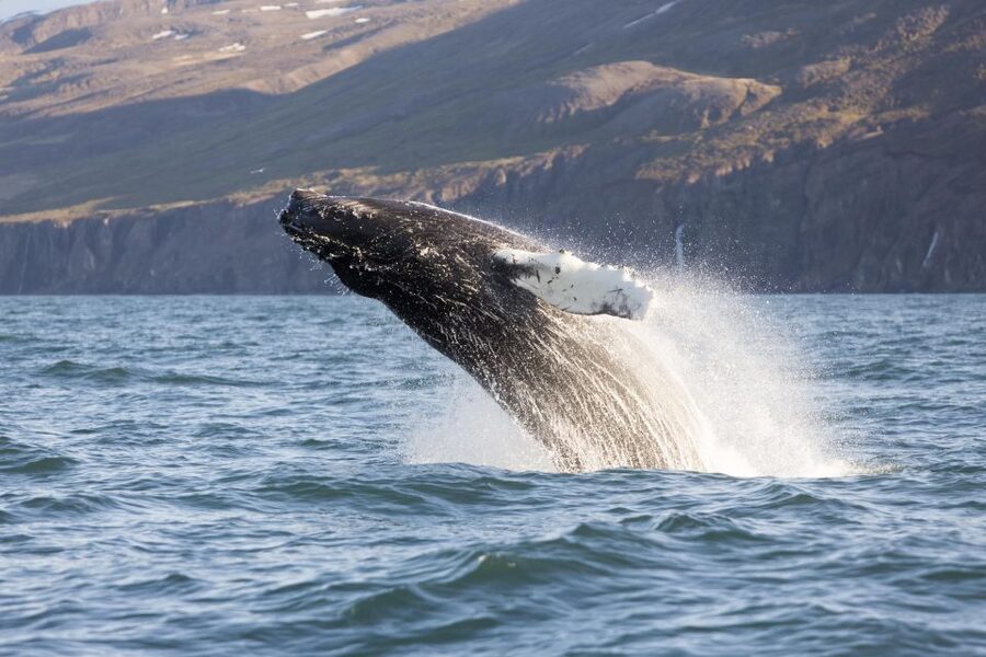 Húsavík: Big Whales and Puffin Island Speedboat Tour - From Húsavík to Skjálfandi Bay: safety first, then the hunt