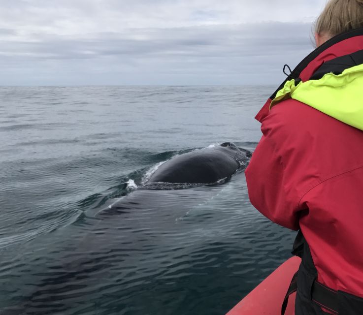 Húsavík: Big Whales and Puffin Island Speedboat Tour - Lundey Island (Puffin Island) when the birds are in season