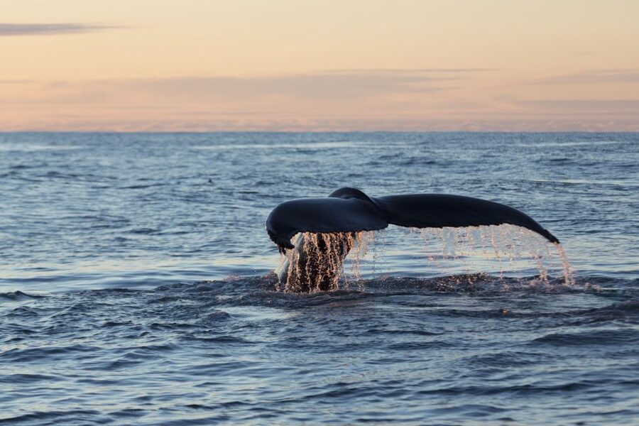 Húsavík: Big Whales and Puffin Island Speedboat Tour - Tjörnes peninsula and fossil layers you do not expect on a whale tour
