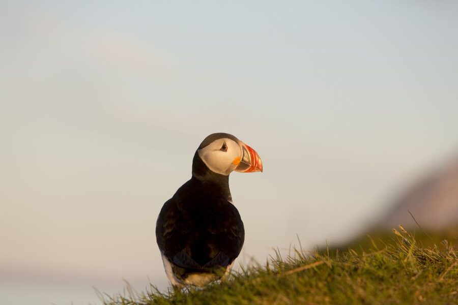 Húsavík: Big Whales and Puffin Island Speedboat Tour - How close you get to whales, and what “close” really means