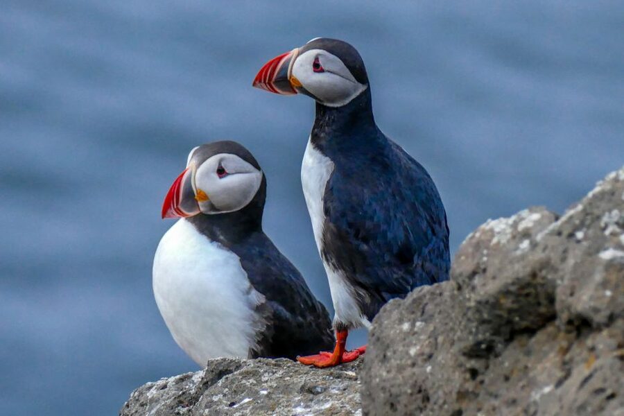 Húsavík: Big Whales and Puffin Island Speedboat Tour - Price and value: does $198 for 2 hours make sense?