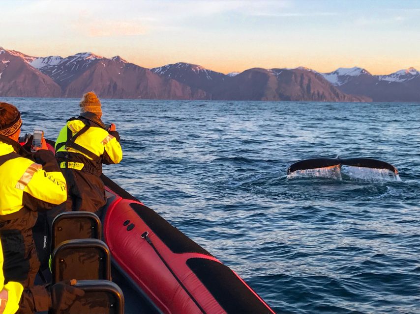 Húsavík: Big Whales and Puffin Island Speedboat Tour - The RIB speedboat difference: more than just going fast