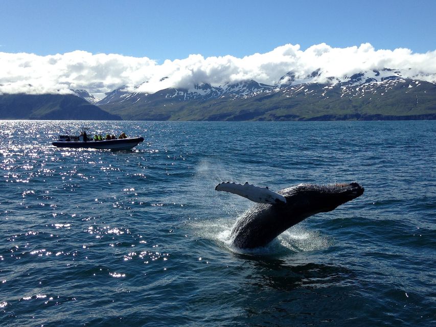 Húsavík: Original Big Whale Safari & Puffins by Speedboat - Seasons and expectations: puffins, whales, and why timing changes the trip