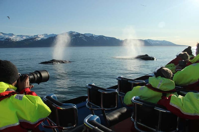 Húsavík: Original Big Whale Safari & Puffins by Speedboat - Húsavík, Skjálfandi Bay, and why a speedboat safari makes sense