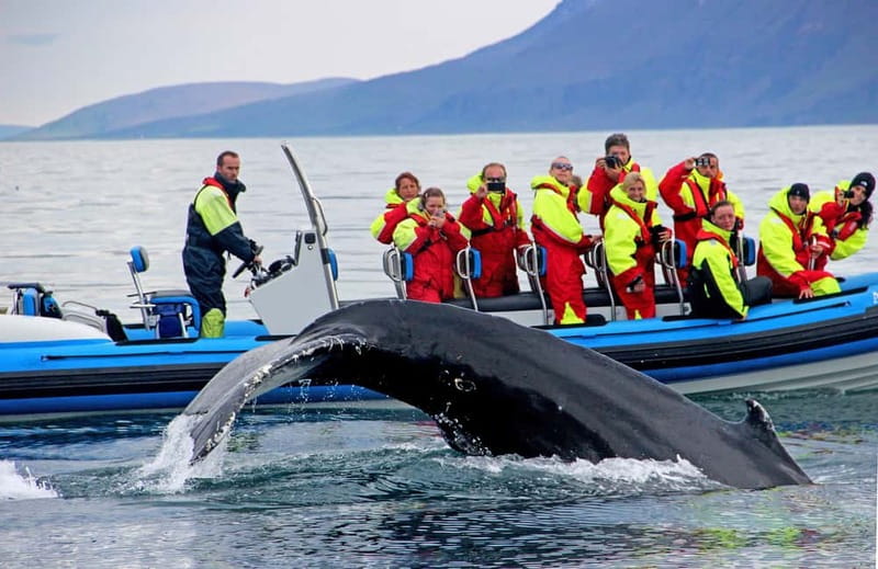 Húsavík: Original Big Whale Safari & Puffins by Speedboat - Before you even leave port: check in smart and dress for speed