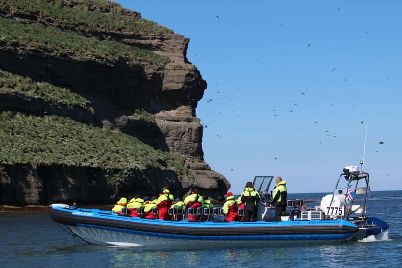 Húsavík: Original Big Whale Safari & Puffins by Speedboat - Stop 1: Puffin Island during nesting season, and what it is really like