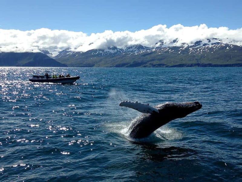 Húsavík: Original Big Whale Safari & Puffins by Speedboat - Stop 2: Skjálfandi Bay whale watching, where the RIB earns its reputation