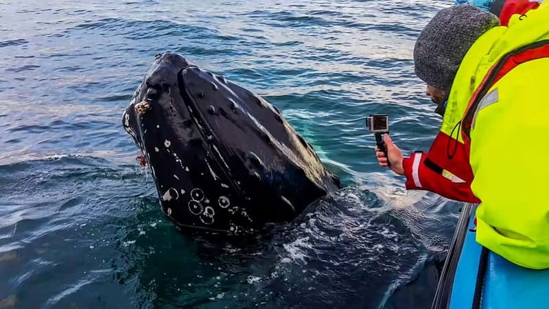 Húsavík: Original Big Whale Safari & Puffins by Speedboat - What the guides do on the water, and why it improves your odds