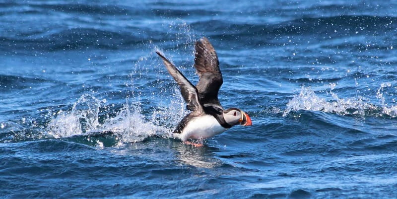 Húsavík: Original Big Whale Safari & Puffins by Speedboat - Comfort and safety: overalls help, but expect bouncy water