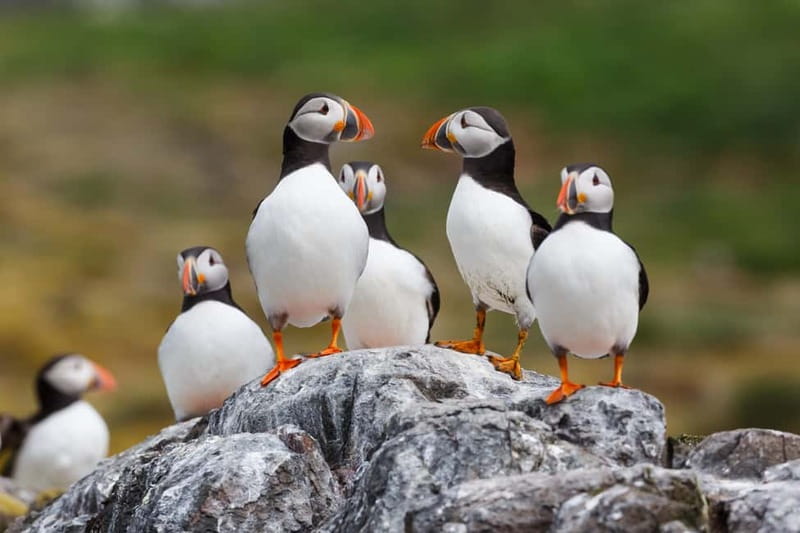 Húsavík: Original Big Whale Safari & Puffins by Speedboat - Group size, viewing angles, and the best way to watch