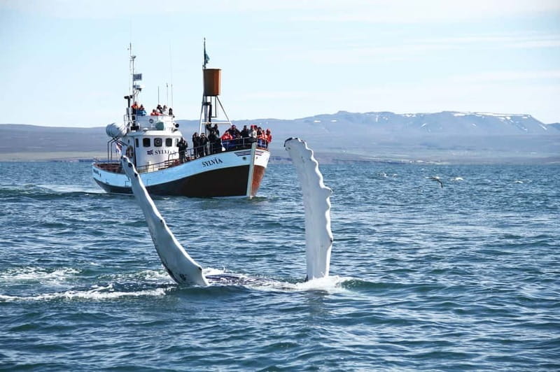 Húsavík: Traditional Whale Watching Tour - Key things that make this whale tour work