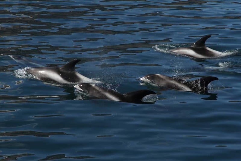 Húsavík: Traditional Whale Watching Tour - My call: should you book Gentle Giants Whale Watching?