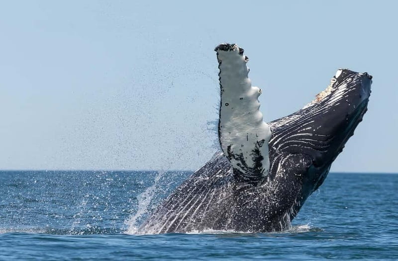 Húsavík: Traditional Whale Watching Tour - A 3-hour whale hunt from Húsavík on a traditional oak boat