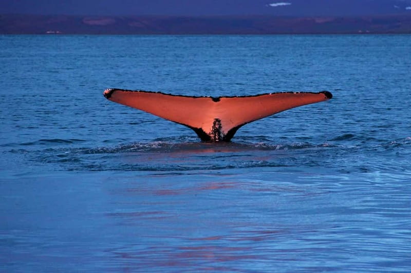Húsavík: Traditional Whale Watching Tour - Safety briefing and the way guides help you actually see wildlife