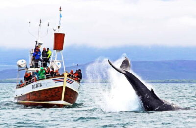 Traditional Whale Watching Tour