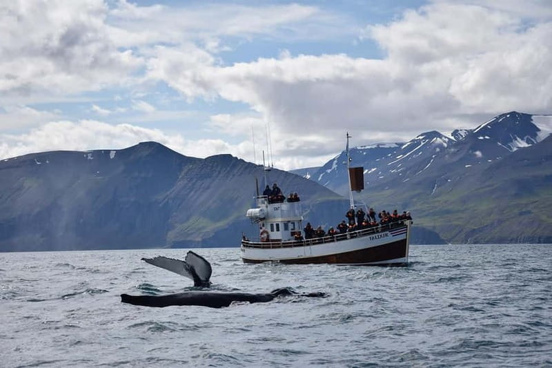 Húsavík: Traditional Whale Watching Tour - Skjálfandi Bay cruise: what you can realistically look for