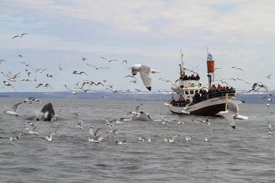 Húsavík: Traditional Whale Watching Tour - The live commentary that turns a boat ride into real learning