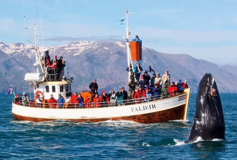 Húsavík: Traditional Whale Watching Tour - When the sea gets rough: staying warm and not miserable