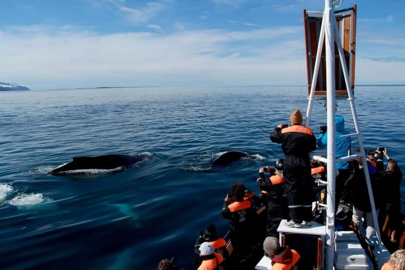 Húsavík: Traditional Whale Watching Tour - Price and value: is $100 for 3 hours a good deal?