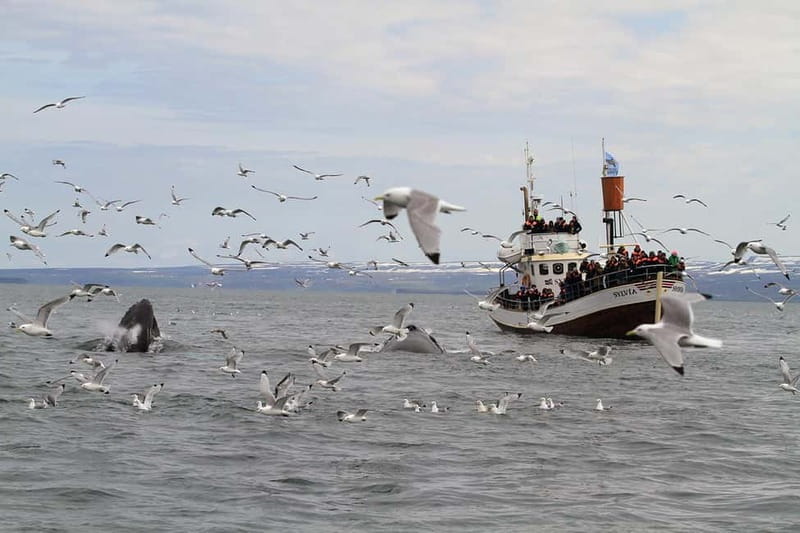 Húsavík: Traditional Whale Watching Tour - Who should book this Húsavík whale watching tour