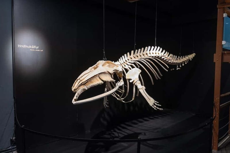 Húsavík: Whale Museum Entry Ticket - Why Húsavík Whale Museum makes sense in northern Iceland