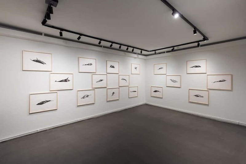 Húsavík: Whale Museum Entry Ticket - Your museum game plan: using the 8 exhibition spaces wisely