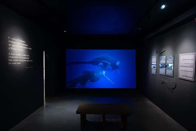 Húsavík: Whale Museum Entry Ticket - The 13 real whale skeletons: what’s worth your attention