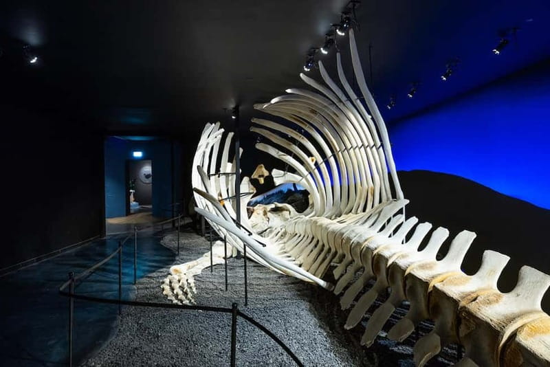 Húsavík: Whale Museum Entry Ticket - Whale senses, behavior, and mating patterns, explained in museum form