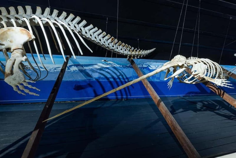 Húsavík: Whale Museum Entry Ticket - Conservation-minded extras: souvenirs that support the mission