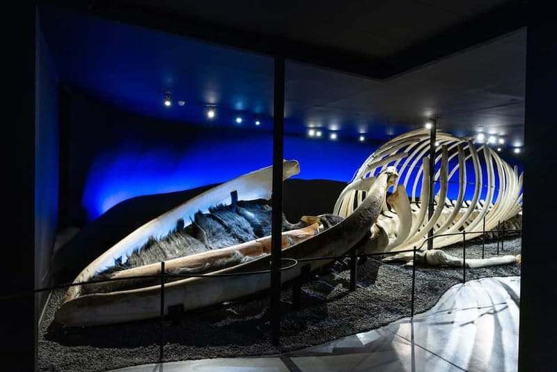 Húsavík: Whale Museum Entry Ticket - Price and value: what $21 actually buys you
