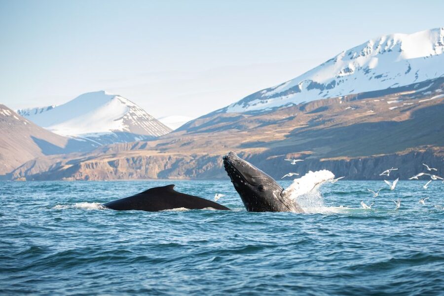 Húsavík: Whale-Watching Cruise and Puffins Guided Tour - Key Highlights That Matter in Real Life