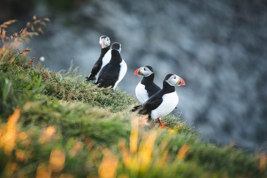 Húsavík: Whale-Watching Cruise and Puffins Guided Tour - Practical Tips to Improve Your Chances and Photos