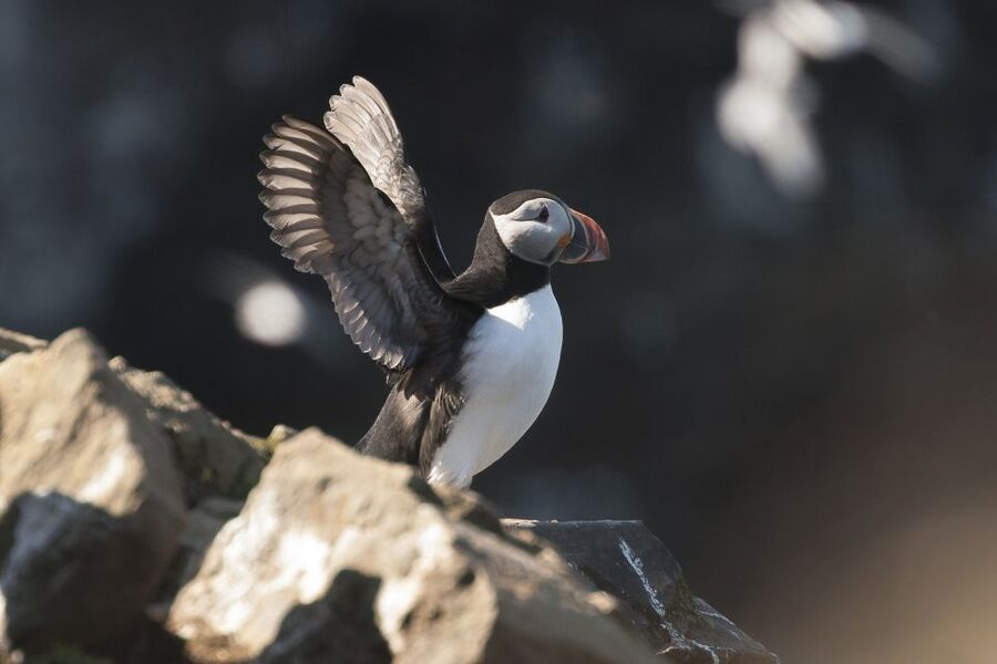 Húsavík: Whale-Watching Cruise and Puffins Guided Tour - Skjálfandi Bay: Why Húsavík Works So Well for Wildlife