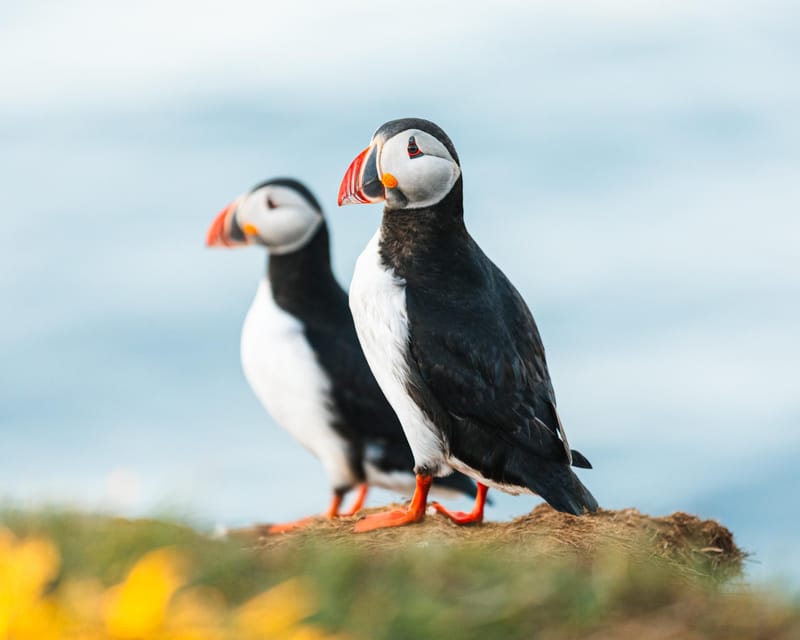 Húsavík: Whale-Watching Cruise and Puffins Guided Tour - What You Actually See: Whales, Dolphins, and Puffins in One Trip
