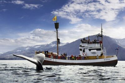 Whale-Watching Cruise and Puffins Guided Tour