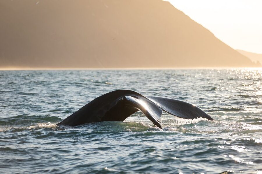 Húsavík: Whale-Watching Cruise and Puffins Guided Tour - Your Guide on Board: Live English Commentary You Can Use