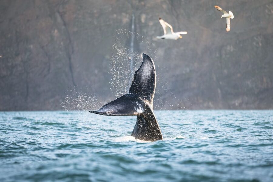 Húsavík: Whale-Watching Cruise and Puffins Guided Tour - Puffins vs. Whales: How to Set Your Expectations