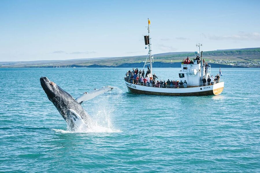 Húsavík: Whale-Watching Cruise and Puffins Guided Tour - Accessibility and Comfort: What You Need to Know Before You Go