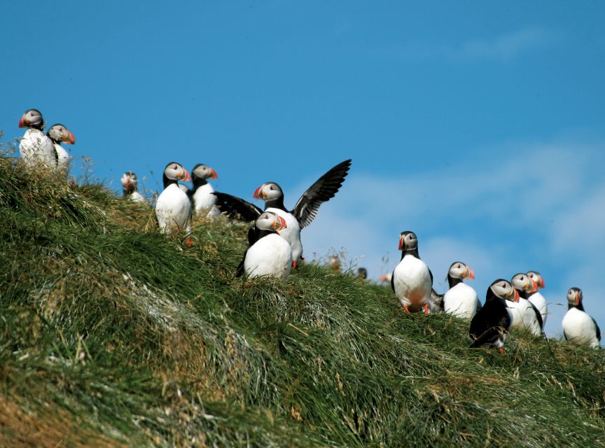 Húsavík: Whale-Watching Cruise and Puffins Guided Tour - Price and Value: Is $135 Worth It?