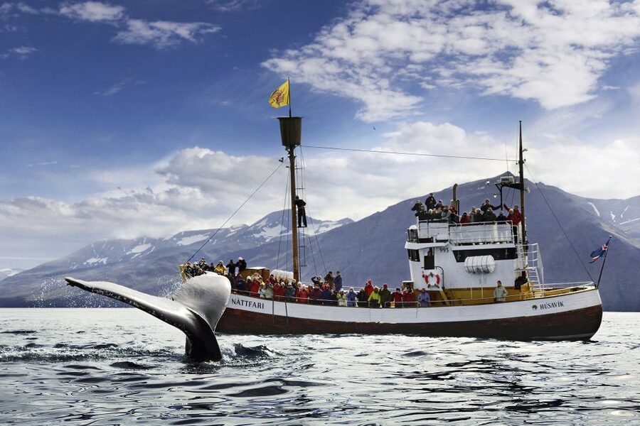 Húsavík: Whale-Watching Cruise and Puffins Guided Tour - The Traditional Oak Boat, Warm Overalls, and the Cold Reality