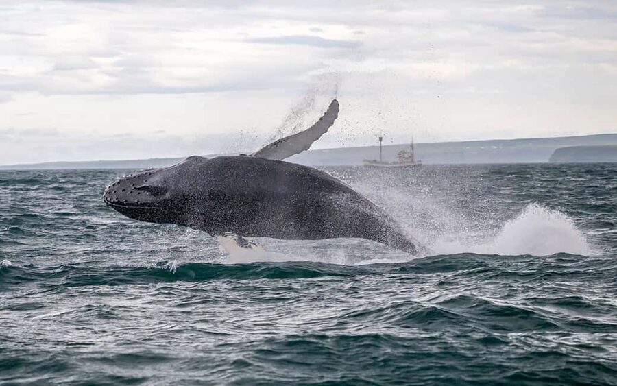 Húsavík: Whale Watching – Family Run with Indoor Seats - Key things I’d bank on