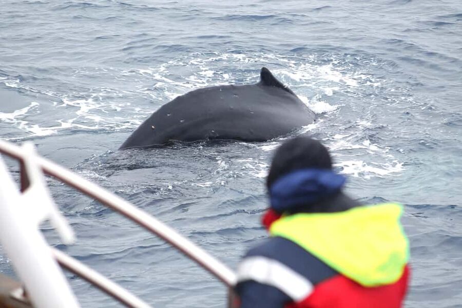 Húsavík: Whale Watching – Family Run with Indoor Seats - Getting There: Hafnarstétt 35, Near Fish and Chips