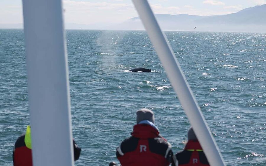 Húsavík: Whale Watching – Family Run with Indoor Seats - Your 3-Hour Cruise Flow: From Skjálfandi Bay Searching to Sightings