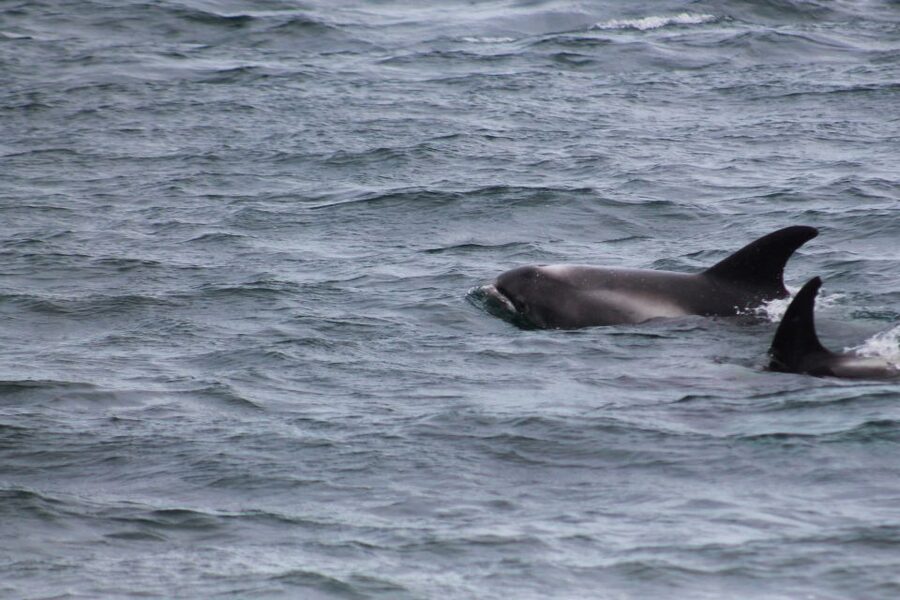 Húsavík: Whale Watching – Family Run with Indoor Seats - The Boats: Vinur vs. Moby Dick (And Why It Changes the Vibe)