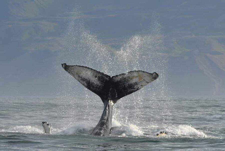 Húsavík: Whale Watching – Family Run with Indoor Seats - What You Might See: Humpbacks, Minkes, Dolphins, and the Occasional Big Surprise