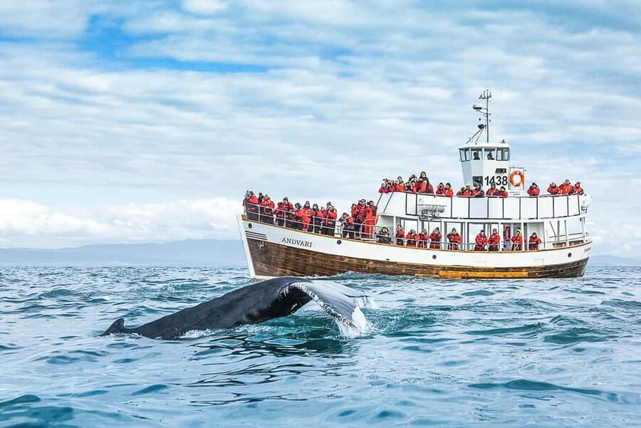 Husavik: Whale Watching on a Carbon Neutral Oak Boat - Key things to know before you go