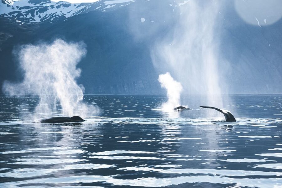 Husavik: Whale Watching on a Carbon Neutral Oak Boat - Where to meet in Húsavík: Hafnarstétt details that save stress