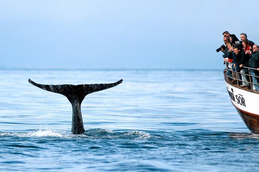 Husavik: Whale Watching on a Carbon Neutral Oak Boat - Húsavík whale watching in Skjálfandi Bay: why this place works